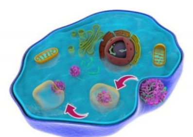 Bioinspired纳米级药物传递方法