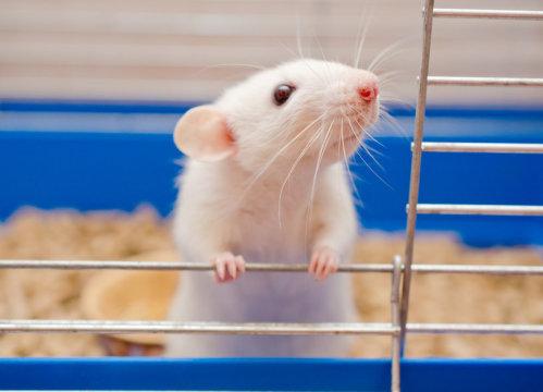 科学家在实验室中从干细胞中培育出小鼠卵