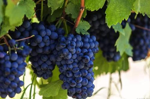 基因组学的突破为气候耐受的葡萄酒品种铺平了道路