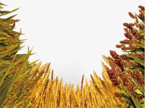 抗真菌RNA喷雾可以帮助对抗大麦作物疾病