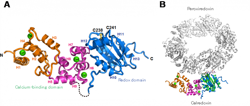 Calredoxin 一种促进有效光合作用的新型蛋白质