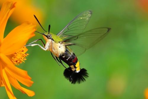 没有一种蛋白质可以决定蜜蜂的雌性发育