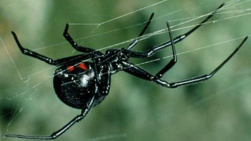 携带病毒的黑寡妇蜘蛛毒素DNA被发现