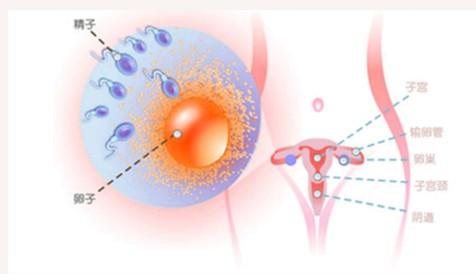深入了解胚胎中精子和卵细胞前体的发育情况
