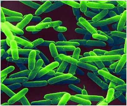 铜绿假单胞菌  细菌幸存者的分子工具