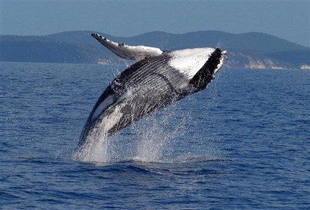科学家们如何使用DNA来监视鲸鱼并找到灭绝的鱼类