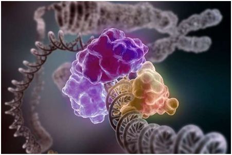 RNA如何让我们保持年轻