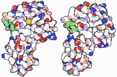 系统生物学研究发现随着年龄增长变得更加稳定的蛋白质