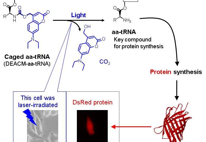 光反应性化合物可以通过光控制蛋白质合成