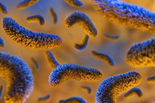 研究人员探索细菌免疫系统的秘密
