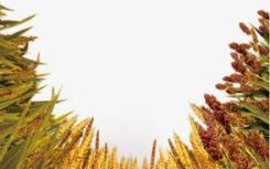 抗真菌RNA喷雾可以帮助对抗大麦作物疾病
