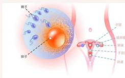 深入了解胚胎中精子和卵细胞前体的发育情况