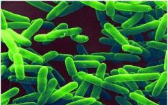 铜绿假单胞菌  细菌幸存者的分子工具