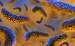 研究人员探索细菌免疫系统的秘密