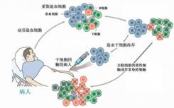 科学家阐明了一种更安全的干细胞治疗方法