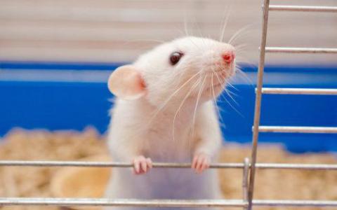 科学家在实验室中从干细胞中培育出小鼠卵