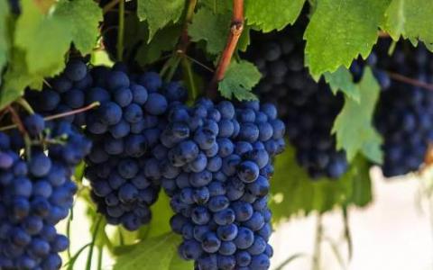 基因组学的突破为气候耐受的葡萄酒品种铺平了道路
