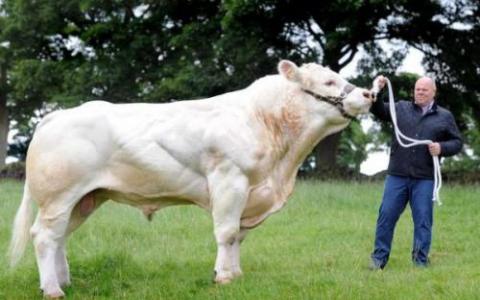 一只公牛的基因突变如何导致全世界50万只小牛的损失