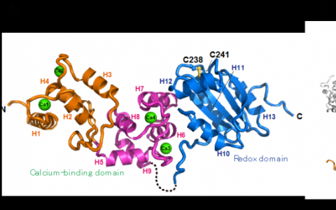 Calredoxin 一种促进有效光合作用的新型蛋白质