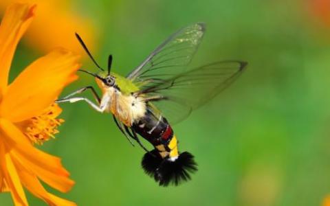没有一种蛋白质可以决定蜜蜂的雌性发育