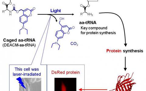 光反应性化合物可以通过光控制蛋白质合成