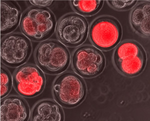 胚胎干细胞的神奇状态可能有助于克服治疗障碍