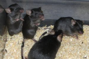 未用母牛分枝杆菌免疫的小鼠显示出从属行为模式