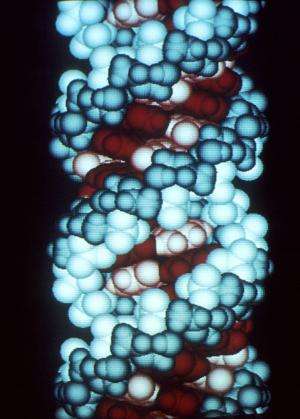 CRISPR工具箱通过蛋白质扩增 以两种不同的方式切割RNA