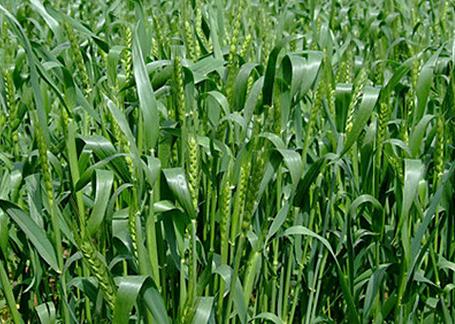 新的冬小麦品种提供高产量 抗病性