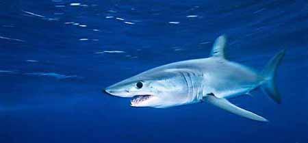 大白鲨和金枪鱼共享遗传 使它们成为超级捕食者