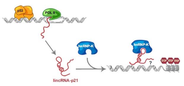 研究揭示了RNA过程中隐藏的分子机制