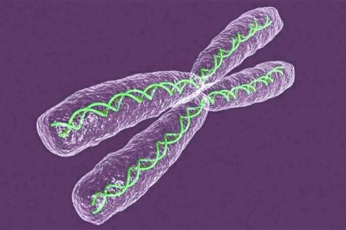 RNA上的标签沉默女性的X染色体