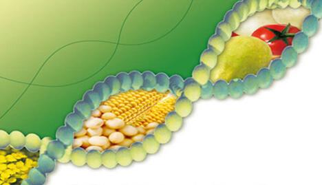 有史以来最大规模的研究揭示了转基因作物对环境的影响