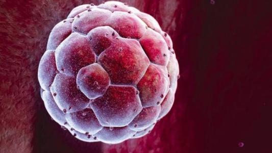 新发现的基因对胚胎的第一天至关重要