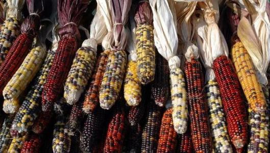玉米遗传学可能表明作物如何适应气候变化