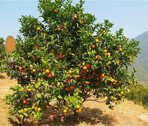 用杀菌剂注入柑橘树干可能有助于阻止绿化