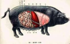 猪肠道中有超过700万个细菌基因