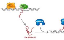 研究揭示了RNA过程中隐藏的分子机制