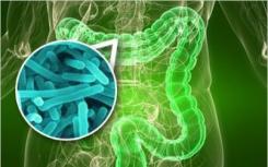 肠道细菌解释了昆虫对有毒饮食的耐受性