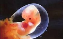 科学家用非卵细胞制造胚胎