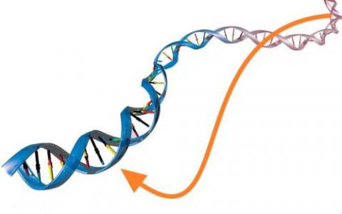 新软件有助于找出激活跳跃基因的原因