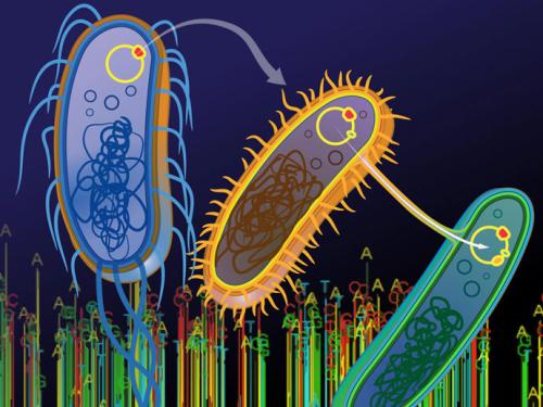 中国研究人员描述了细菌间抗性基因交换的世界