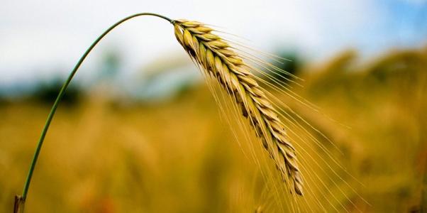 与优良水稻品系产量性状相关的基因组区域进行了定位
