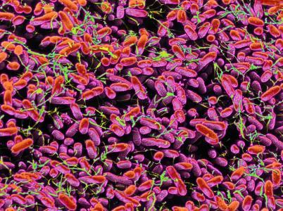 日本研究小组阐明了细菌鞭毛运动蛋白的结构