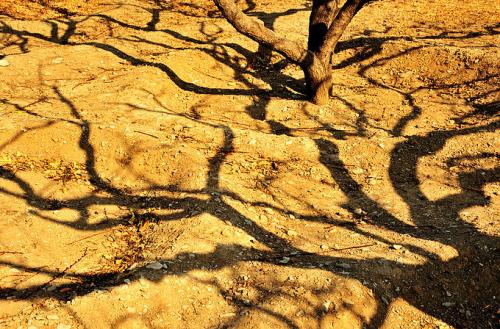 真菌如何帮助树木忍受干旱
