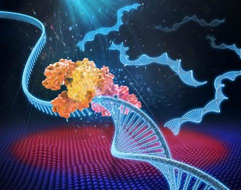 研究人员发现了一种对DNA复制过程至关重要的基因