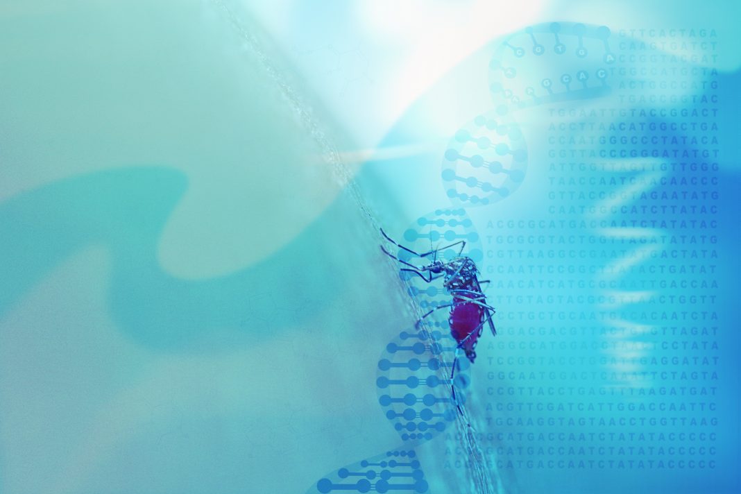 基因驱动替代可能会导致讨厌的昆虫走向死路