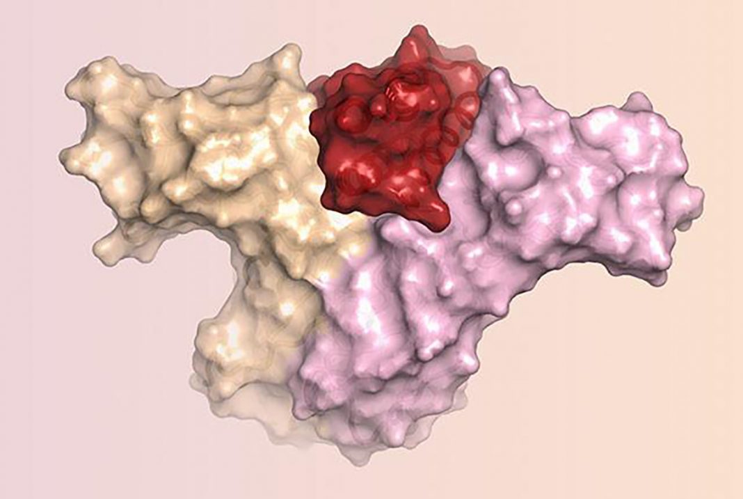 新的蛋白质设计模仿抗癌药物IL-2 没有严重的副作用