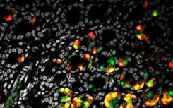 通过建模和显微镜的组合揭示干细胞行为