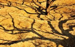 真菌如何帮助树木忍受干旱